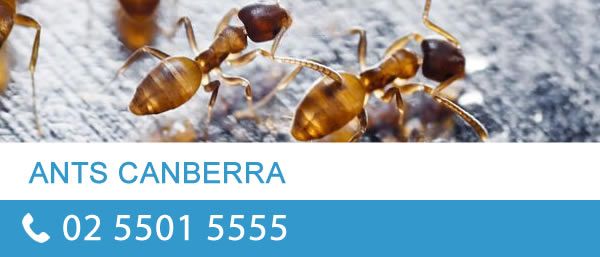 Ant Control Canberra