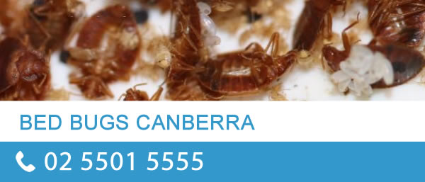 Bed Bug Control Canberra