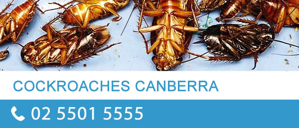 Cockroach Control Canberra
