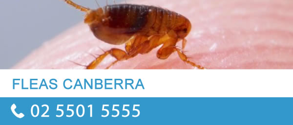 Flea Control Canberra