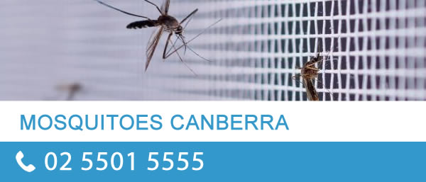 Mosquito Control Canberra