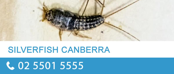 Silverfish Control Canberra