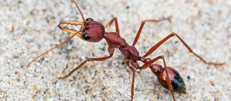 Trusted Ant Treatment Services