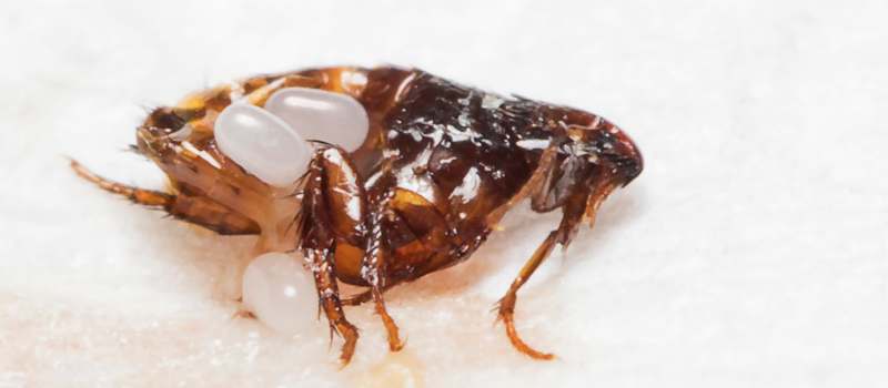 Effective Flea Removal Services