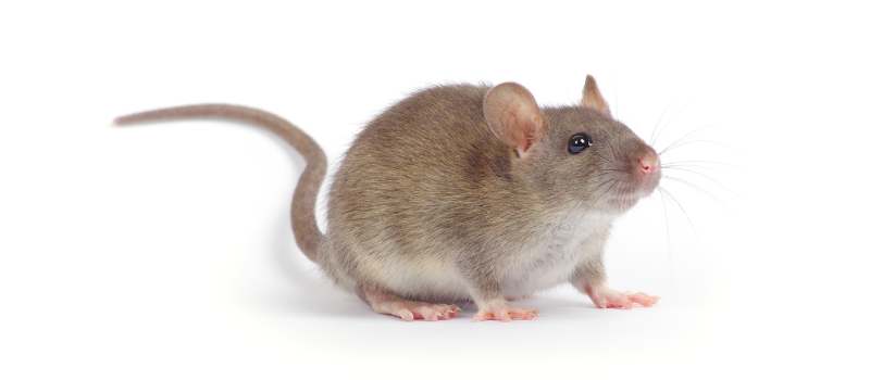 Effective Rodent Removal Services