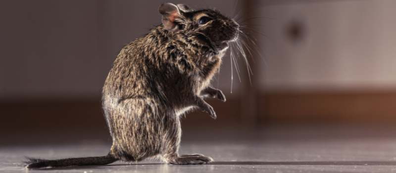 Rodent Control Canberra