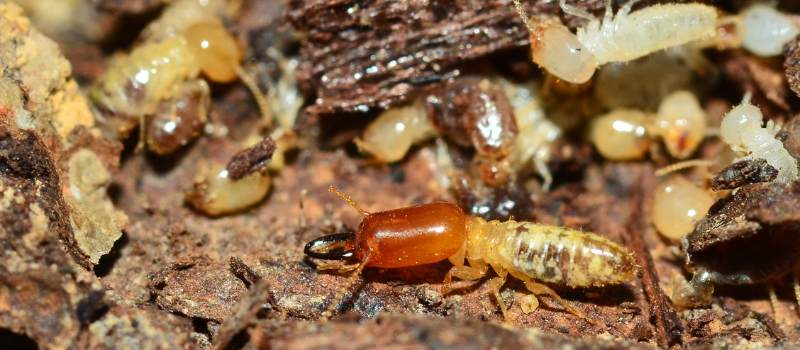 White Ant Control Canberra