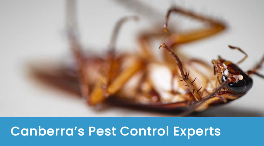 Canberra's Pest Control Experts Canberra's Pest Control Experts