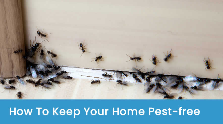 Effective Pest Prevention Tips | Home Pest Control Effective Pest Prevention Tips | Home Pest Control