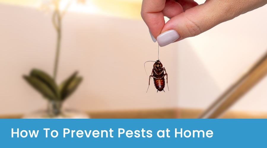 How To Prevent Pests at Home How To Prevent Pests at Home