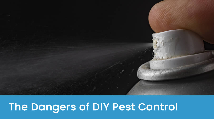 The Dangers of DIY Pest Control The Dangers of DIY Pest Control
