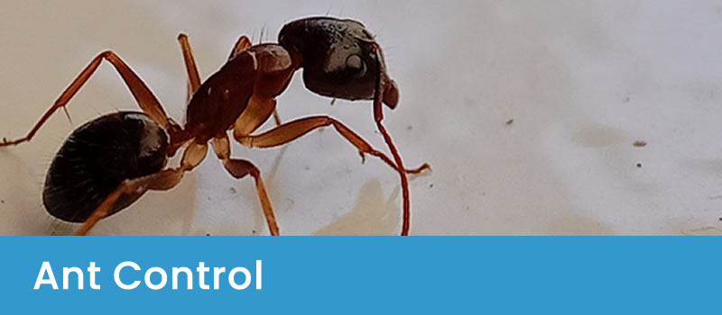 Ant removal service Ant Control Canberra