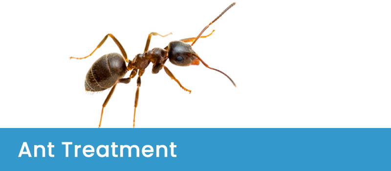 Treatment For Ants Trusted Ant Treatment Services