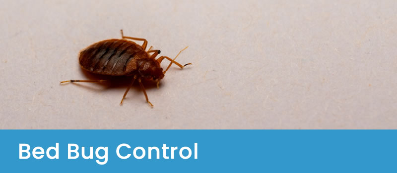 Bed Bug Treatments Canberra ACT Bed Bug Control Canberra