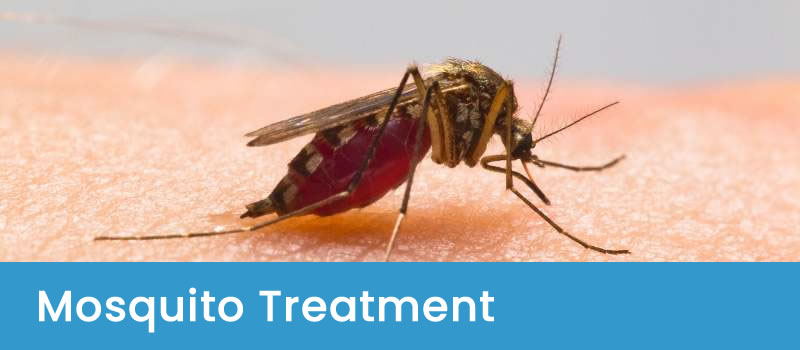 Mosquito treatment Canberra's #1 Mosquito Treatment Services