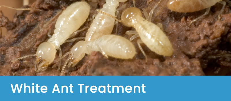 Termite Infestation Effective White Ants Treatment Services