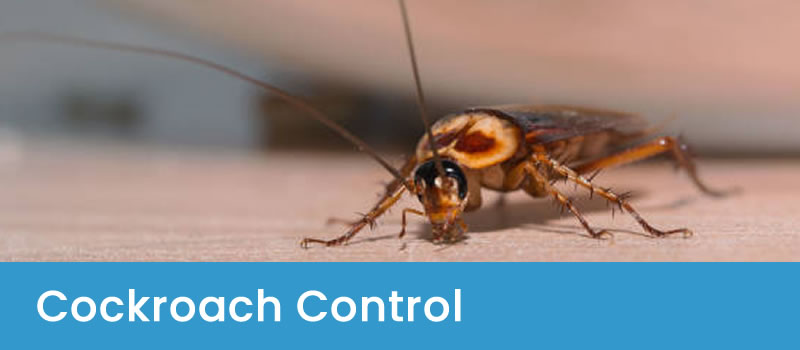 Effective Treatments For Cockroaches Cockroach Control Canberra
