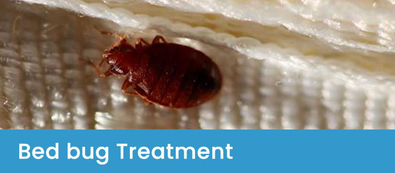 Treatment for Bed Bugs Pest Control Treatment for Bed Bugs