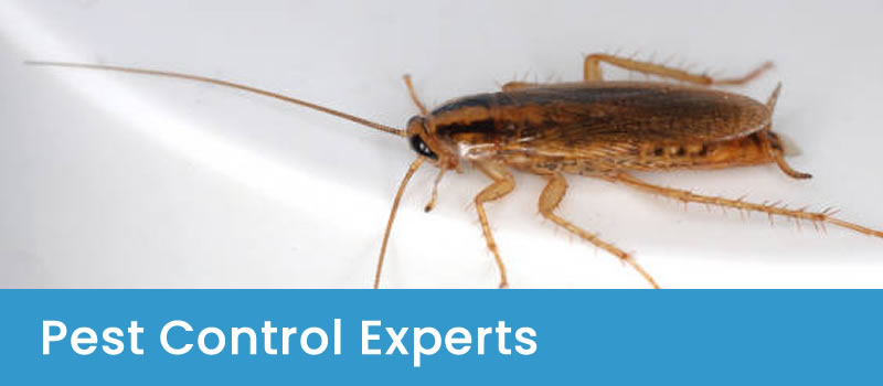 Pest Control For Homes and Businesses Expert Pest Control Solutions