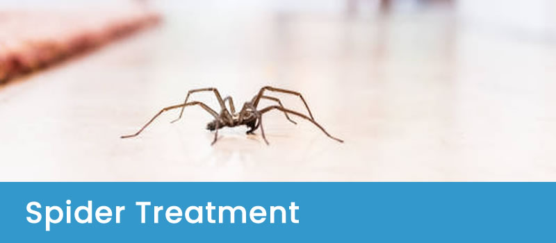 Treatment For Spider Infestations Pest Control For Spiders