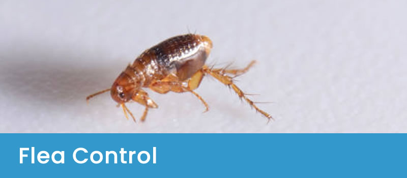 Flea Treatments in Canberra Flea Control Canberra