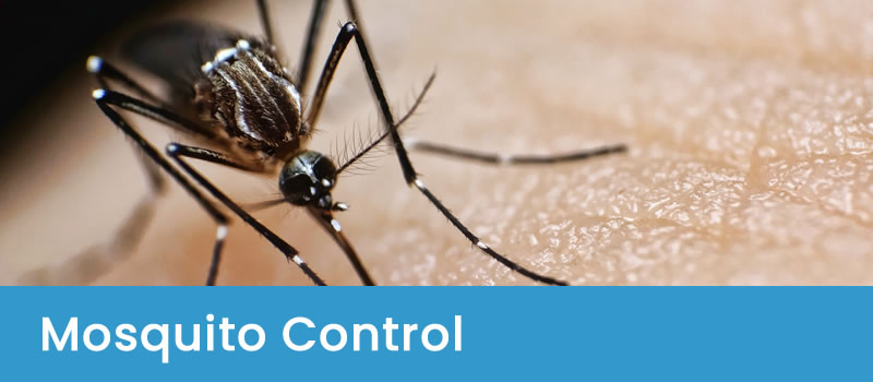 Mosquito Treatment Mosquito Control Canberra