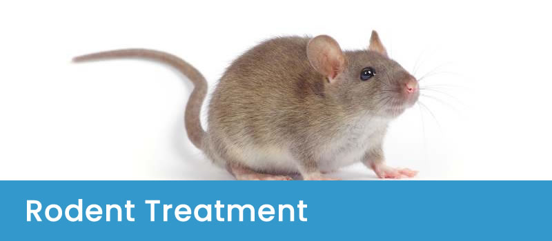 Rat Control Effective Rodent Removal Services