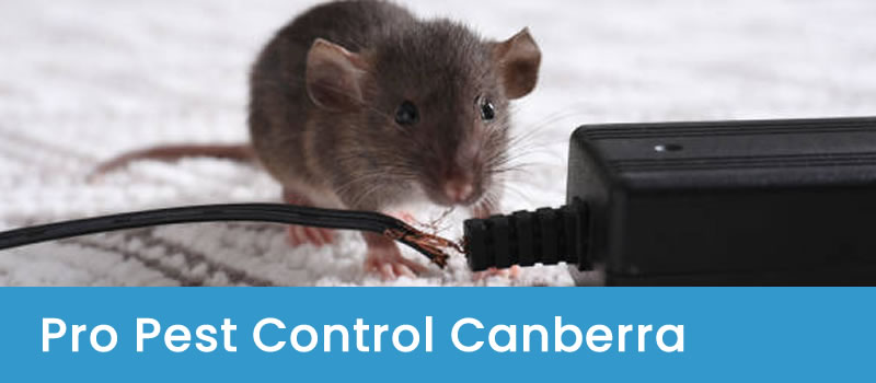 Pest Control Services in Canberra Pro Pest Control Canberra