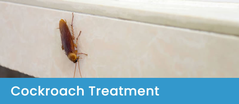 Canberra's #1 Cockroach Treatment Services Cockroach Treatment Services