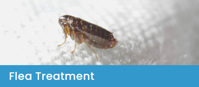 Pest Control For Fleas Effective Flea Removal Services
