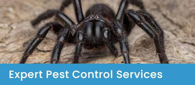 Professional Pest Control Treatments Canberra's Best Pest Control Experts
