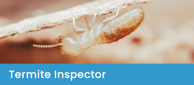Annual Termite Inspection Services Professional Termite Inspectors