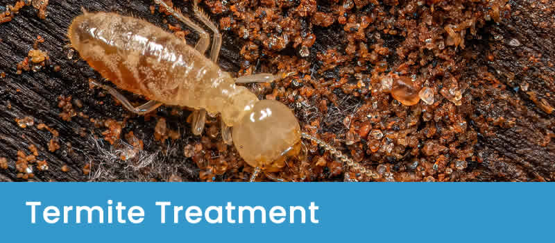 Termite Treatments Effective Termite Control, Removal & Treatments