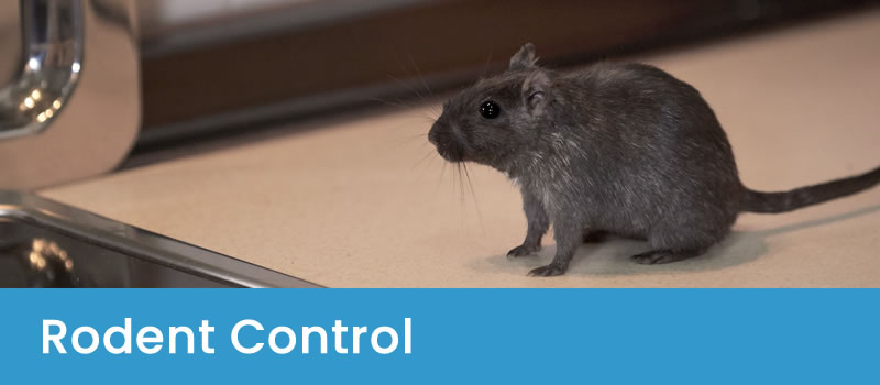 Pest Control For Rats and Mice Rodent Control Canberra