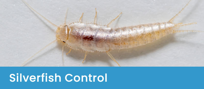 Silverfish Treatments Canberra Silverfish Control Canberra