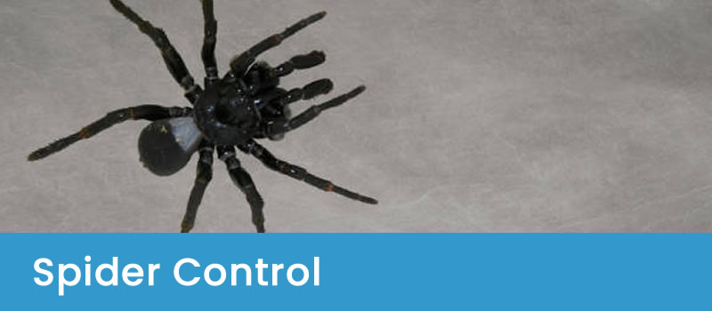 Spider Treatment Services Spider Control Canberra
