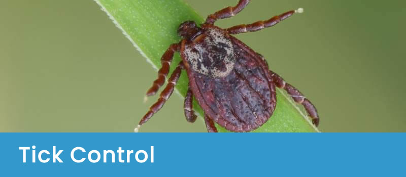 Pest Control For Ticks Tick Control Canberra