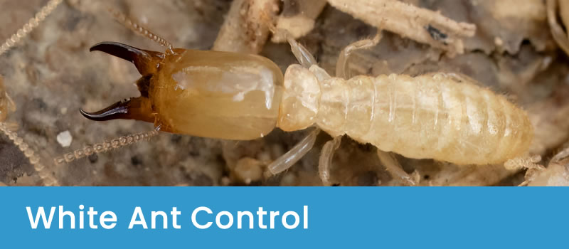 Pest Control For White Ants White Ant Control Canberra