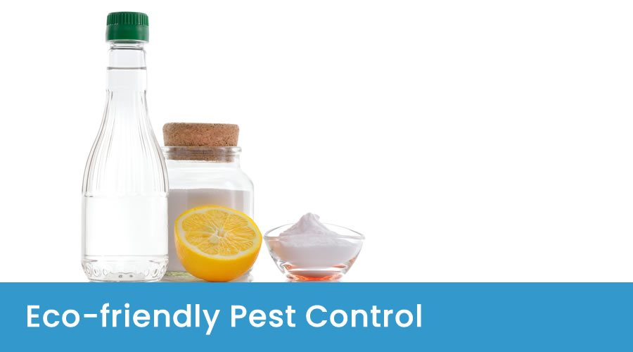 Guide to Eco-friendly Pest Control Guide to Eco-friendly Pest Control