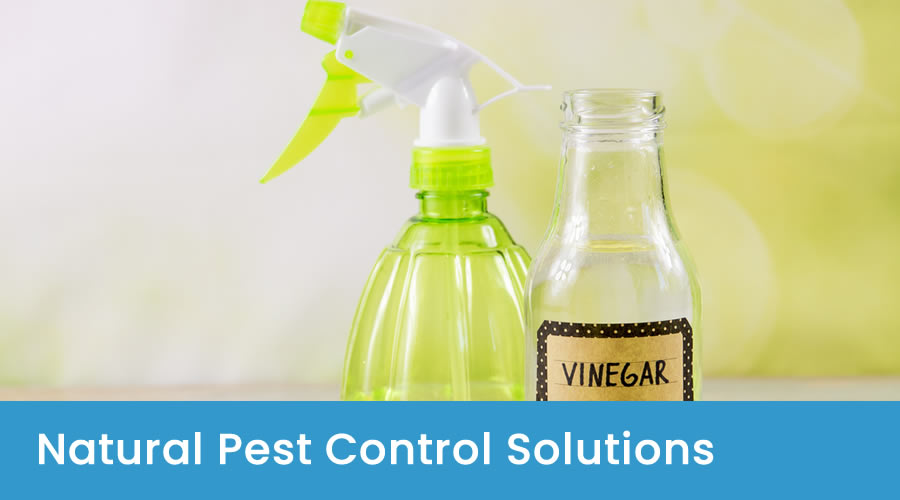Eco-friendly pest control products Eco-friendly pest control products