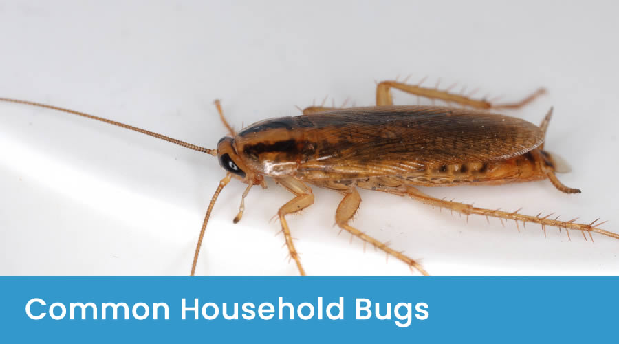15 Common Pests in Australian Homes 15 Common Pests in Australian Homes