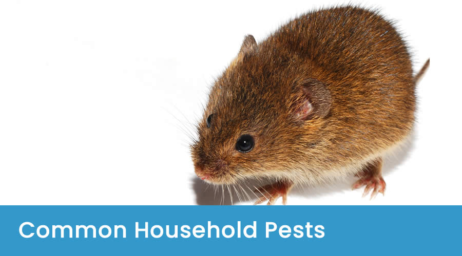 Common Household Pests in Australia Common Household Pests in Australia