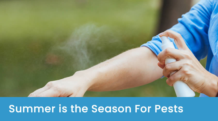 Reasons Summer is the Season for Pests Reasons Summer is the Season for Pests