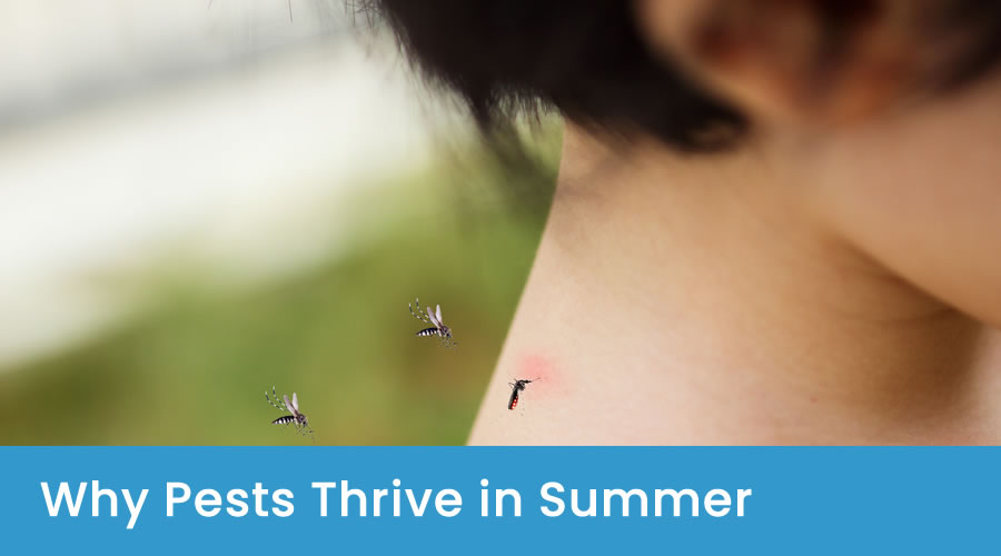Why Are Pests More Active in Summer? Why Are Pests More Active in Summer?
